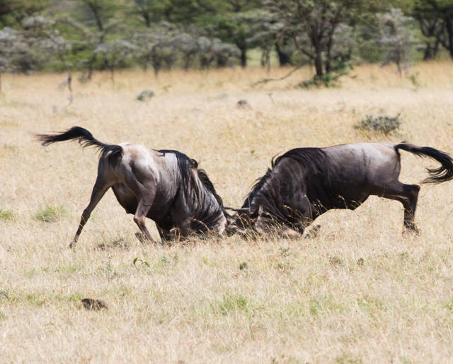 Wildebeest