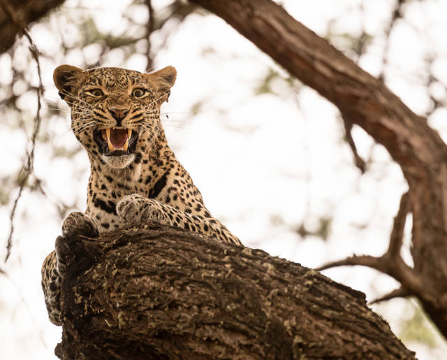 Game Drives