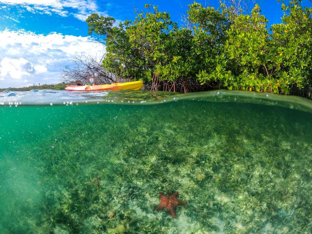 Make a difference to mangrove conservation with Necker Island